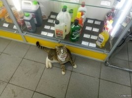 Кадры решают всё