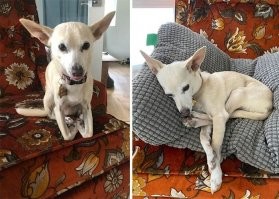 Кошка участвовала в воспитании.