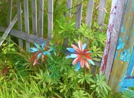 Кактусы бывают разных цветов)) Вот мои личные фотографии с дачи - любые растения бывают разных цветов)