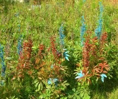 Кактусы бывают разных цветов)) Вот мои личные фотографии с дачи - любые растения бывают разных цветов)