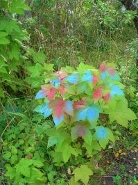 Кактусы бывают разных цветов)) Вот мои личные фотографии с дачи - любые растения бывают разных цветов)