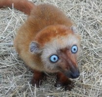 походу, шел красить забор, но покрасил траву