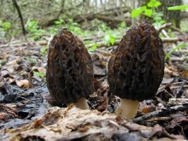 Прикольные комментарии в соцсетях