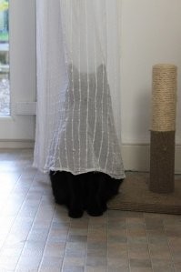 Кошки вообще мастера маскировки.
А как их скрывает тюль?! В жизни не догадаешься, что там котэ