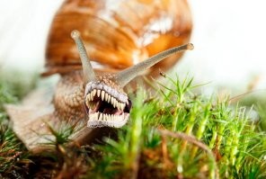 Они уже ползут за тобой!..