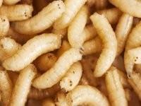 Ага, ляпнул первую попавшуюся картинку. Но, думаю, понятно, что хрень в аэраторе - не опарыш.