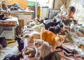 Мужик, ну я понимаю, котики, от них тепло и ласка, а ты что от голубей имеешь? Могу одолжить пару любителей пернатых