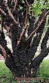 Что не так с этим деревом?