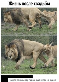 Прикольные комментарии в соцсетях