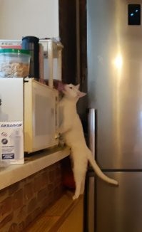 Тоже мне новости. Моя паршивка вчера батон ржаного хлеба,не сперла, так понадкусала)