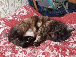 Всегда брала животину с улицы.
Последнее приобретение