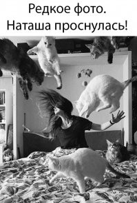 1 марта всемирный день кошек