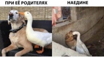 Неожиданный финал охоты птицы на лягушку