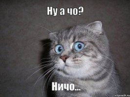 1 марта всемирный день кошек