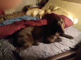 Коричневая курцхарка , которую мы приютили не несколько дней по просьбе соседей. Пока я был на дежурстве, жена прислала мне фото, чтобы показать что она освоилась на нашей кровати.