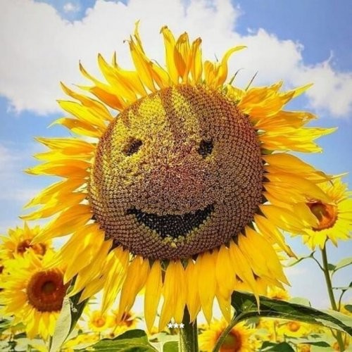 Смешные и познавательные картинки