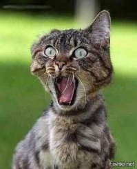 1 марта всемирный день кошек