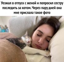1 марта всемирный день кошек