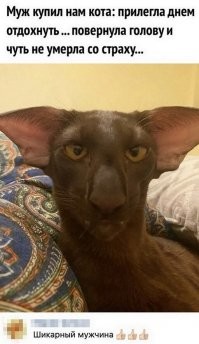 1 марта всемирный день кошек