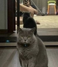 1 марта всемирный день кошек