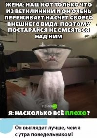 1 марта всемирный день кошек