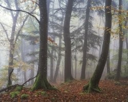 Не. Без  медведей - несчитово ...  
.