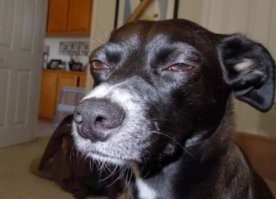 Странно, что человек, заинтересованный в продаже новой обуви, рассказывает, как продлить жизнь старой.