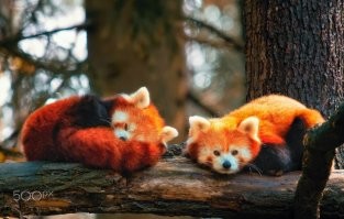 Вообще то на логотипе firefox изображение животного под названием Малая панда, кторое по-английски называется firefox!!! Задолбали вечно с обычной лисой сравнивать...