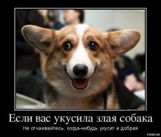 Образ собаки в демотиваторах