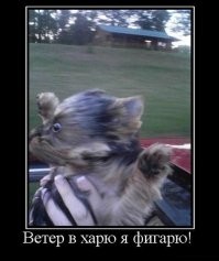 Образ собаки в демотиваторах