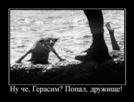 Образ собаки в демотиваторах