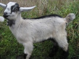 А это - его брат.