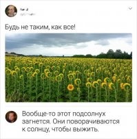 лживое утверждение! Для начала стоит прояснить одну очень важную вещь. Утверждение о том, что подсолнухи всегда следуют за Солнцем справедливо только в том случае, если мы говорим о молодых, еще не раскрывшихся цветках подсолнечника. Вопреки распространенному мнению, зрелые цветки подсолнуха не поворачиваются за Солнцем и направлены на восток. Как мы все знаем, утром нераскрывшиеся бутоны подсолнечника встречают солнце на востоке, а вечером провожают его на западе. Здесь можно было и закончить нашу статью, если бы не одно «но»: с утра бутоны подсолнечника вновь направлены на восток! Возникает вполне логичный вопрос: «как?» Почему ночью, без какого-либо воздействия Солнца, подсолнечник продолжает движение? Более того, ночью движения подсолнечника происходят с гораздо большей скоростью, чем днем.С ростом стебля и утяжелением цветка, перераспределение гормонов роста производит все менее заметный эффект. В конце концов, цветок подсолнуха становится слишком тяжелым, чтобы двигаться. Поэтому после созревания подсолнечник больше не следует за Солнцем и всегда направлен на восток. Но почему именно на восток? У исследователей также нет точного ответа на этот вопрос. Некоторые ученые утверждают, что в одну из ночей цветок «отпружинивает» в восточную сторону и уже больше не способен повторить свое путешествие на запад.[4] Как бы то ни было, ученые продолжают исследования подсолнечника, который неожиданно для многих оказался чем-то гораздо более сложным, чем просто цветком, постоянно следующим за Солнцем.