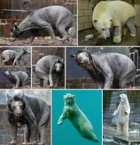 Ага, седые негры. Волос обесцвечен.