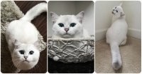 В коллекцию дивно красивый короткошерстный британец Coby cat