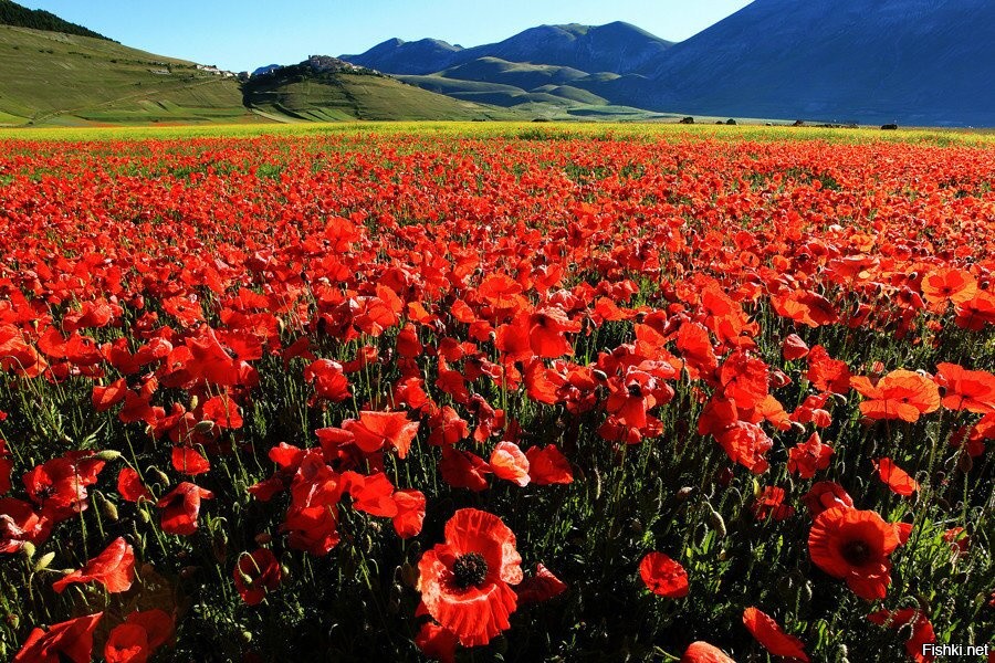 Алые иссык куля. Маковые поля в Афганистане. Маки Кушка Туркмения. Поля тюльпанов Ферганская Долина. Маковые поля в Кахетии.