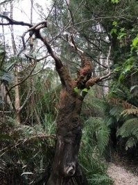 Духу леса коечто важное отрубили .....