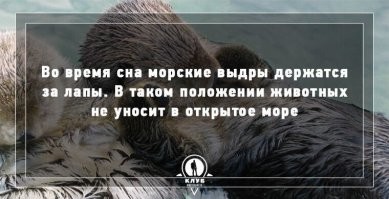 Держась за лапы они плавают вместе. Так вместе каланов и уносит в океан...