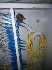 Эта мышь скорее оптическая.