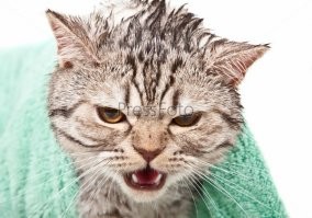 Да идите вы нах со своими кораблями!