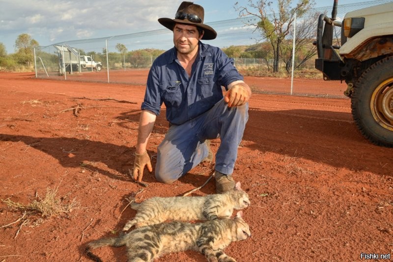 Видимо план по уничтожению 2 миллионов кошек австралийцы выполнили. Это им природа за убитых котеек мстит.