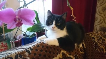 Вот эта наглая морда, полугодовалым был кем-то оставлен на летних дачах. Припёрся в мой дом, улёгся на кровать- и: всё, я ваш! Теперь у девки- стаффа есть смокинговый кореш!