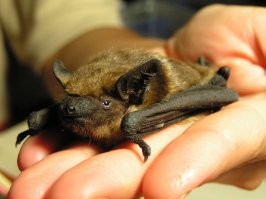 Вполне себе нормальные зверушки