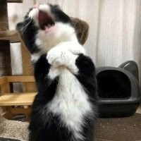 Котенок не смог сдержать слез, когда остался один в приюте