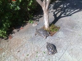 А если каменюка - он, то еще и спермой своей все вокруг заливает. У меня живет пара. Самец, на 20 лет младше самки, просто достает ее сексуально.