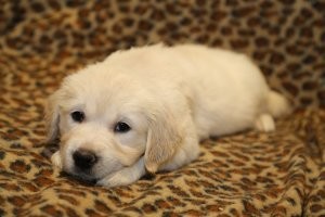 15 щенков, которые вызовут у вас умиление