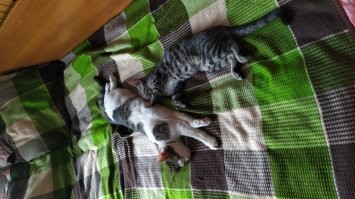 Ко мне так двое летом в гости зашли на даче...