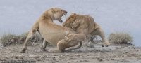 Динамично. Удачный кадр. Только это бой львиц, а не львов: