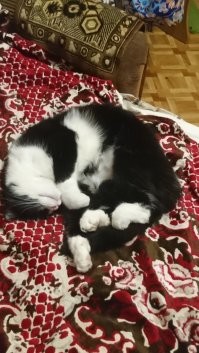 Вот эта наглая морда, полугодовалым был кем-то оставлен на летних дачах. Припёрся в мой дом, улёгся на кровать- и: всё, я ваш! Теперь у девки- стаффа есть смокинговый кореш!