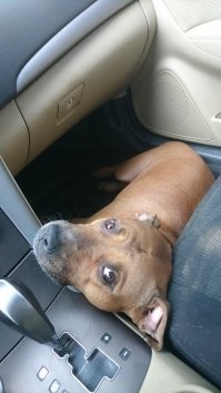 Вот эта наглая морда, полугодовалым был кем-то оставлен на летних дачах. Припёрся в мой дом, улёгся на кровать- и: всё, я ваш! Теперь у девки- стаффа есть смокинговый кореш!